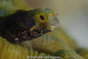 Blenny by Danielle Deschenes 